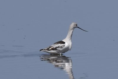 American Avocet, 2023-05-04 &mdash; Wakulla County, FL