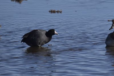 American Coot, 2022-12-29 &mdash; Wakulla County, FL