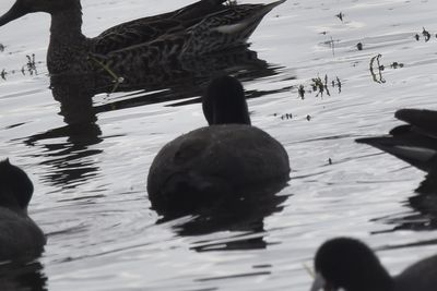 American Coot, 2021-12-12 &mdash; Wakulla County, FL