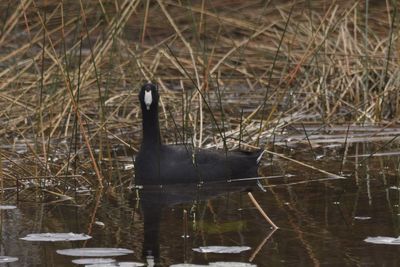 American Coot, 2021-12-11 &mdash; Wakulla County, FL