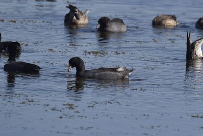 American Coot, 2021-11-13 &mdash; Wakulla County, FL