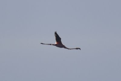American Flamingo, 2021-11-13 &mdash; Wakulla County, FL