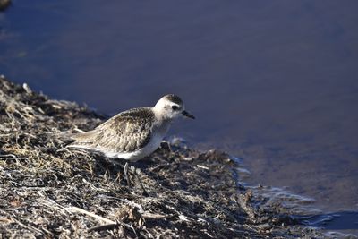American Golden-Plover, 2022-12-29 &mdash; Wakulla County, FL