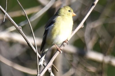 American Goldfinch, 2025-05-26 &mdash; Washtenaw County, MI