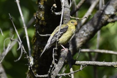 American Goldfinch, 2021-08-12 &mdash; Henderson County, NC