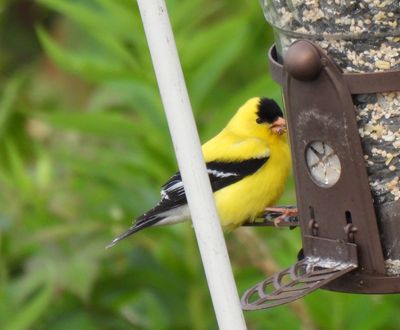 American Goldfinch, 2021-07-07 &mdash; Alger County, MI