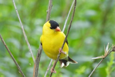 American Goldfinch, 2021-07-04 &mdash; Cook County, IL