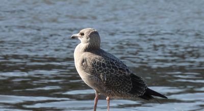 American Herring Gull, 2021-07-09 &mdash; Manitowoc County, WI