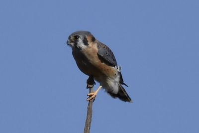 American Kestrel, 2026-10-18 &mdash; DuPage County, IL