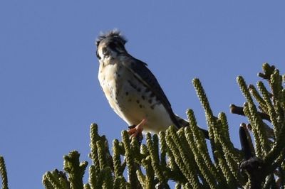 American Kestrel, 2021-12-29 &mdash; Broward County, FL