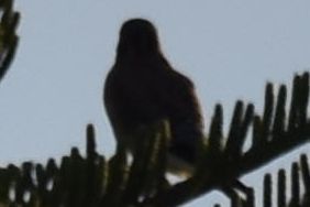 American Kestrel, 2021-12-28 &mdash; Broward County, FL