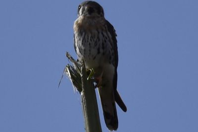American Kestrel, 2021-12-24 &mdash; Broward County, FL