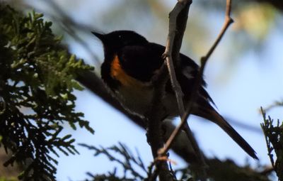 American Redstart, 2021-07-08 &mdash; Alger County, MI