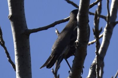 American Robin, 2026-10-18 &mdash; DuPage County, IL
