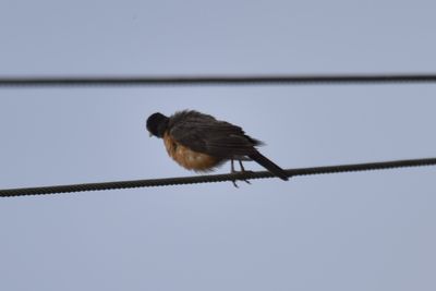 American Robin, 2021-08-13 &mdash; Henderson County, NC