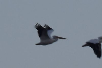 American White Pelican, 2022-02-05 &mdash; Leon County, FL