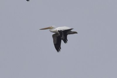 American White Pelican, 2021-12-12 &mdash; Wakulla County, FL