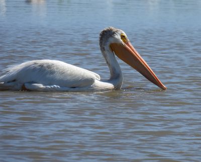 American White Pelican, 2021-07-09 &mdash; Manitowoc County, WI