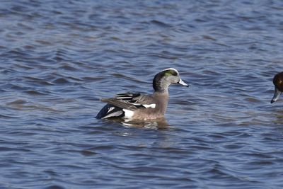 American Wigeon, 2022-12-29 &mdash; Wakulla County, FL