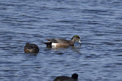 American Wigeon, 2022-02-19 &mdash; Wakulla County, FL