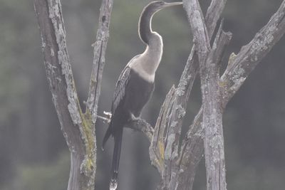 Anhinga, 2021-09-09 &mdash; Leon County, FL