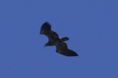Bald Eagle, 2026-10-18 &mdash; DuPage County, IL