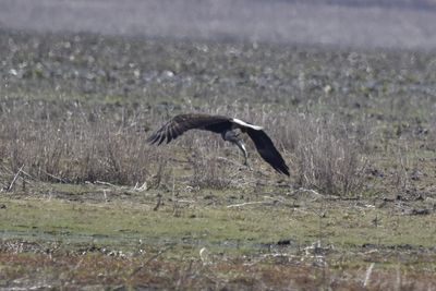 Bald Eagle, 2022-03-17 &mdash; Leon County, FL