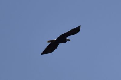 Bald Eagle, 2022-02-19 &mdash; Wakulla County, FL