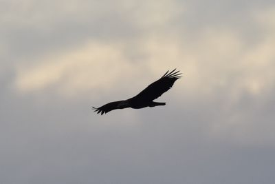 Bald Eagle, 2022-02-05 &mdash; Leon County, FL