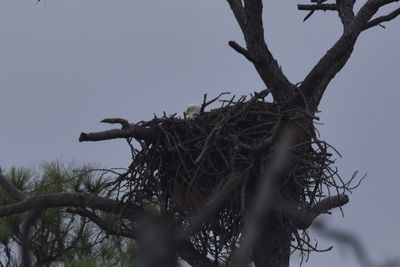 Bald Eagle, 2021-12-12 &mdash; Wakulla County, FL