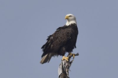 Bald Eagle, 2021-12-11 &mdash; Wakulla County, FL