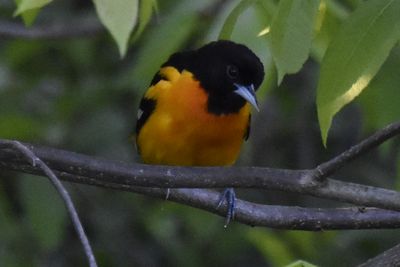 Baltimore Oriole, 2025-05-26 &mdash; Washtenaw County, MI