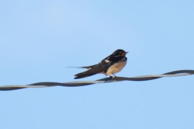 Barn Swallow, 2021-07-09 &mdash; Manitowoc County, WI