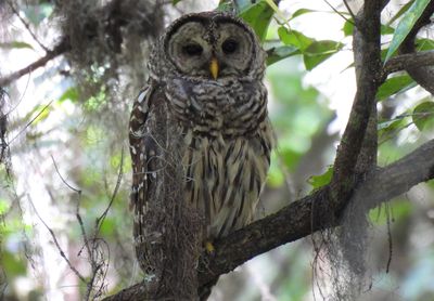 Barred Owl, 2021-07-17 &mdash; Palm Beach County, FL