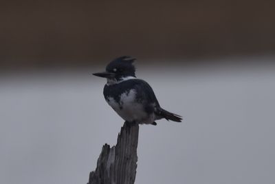 Belted Kingfisher, 2021-12-12 &mdash; Wakulla County, FL