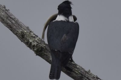 Belted Kingfisher, 2021-12-11 &mdash; Wakulla County, FL
