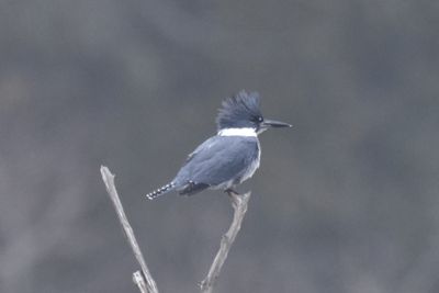 Belted Kingfisher, 2021-12-10 &mdash; Leon County, FL