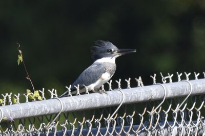 Belted Kingfisher, 2021-09-25 &mdash; Leon County, FL