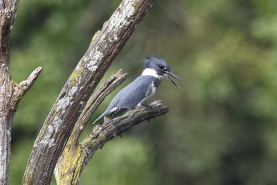 Belted Kingfisher, 2021-09-11 &mdash; Leon County, FL