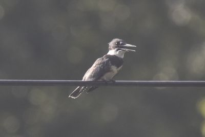 Belted Kingfisher, 2021-09-09 &mdash; Leon County, FL