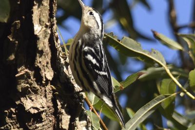 Black-and-white Warbler, 2021-09-25 &mdash; Leon County, FL