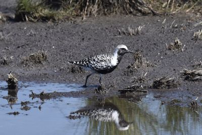 Black-bellied Plover, 2023-05-04 &mdash; Wakulla County, FL