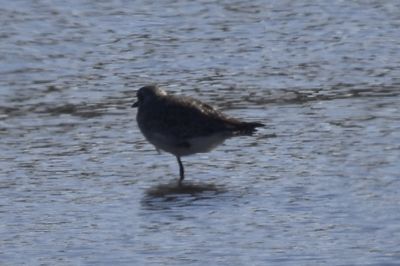 Black-bellied Plover, 2021-11-13 &mdash; Wakulla County, FL