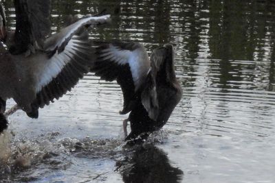 Black-bellied Whistling-Duck, 2021-07-17 &mdash; Palm Beach County, FL