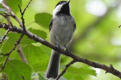 Black-capped Chickadee, 2021-07-05 &mdash; Cook County, IL
