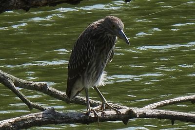 Black-crowned Night Heron, 2021-07-04 &mdash; Cook County, IL