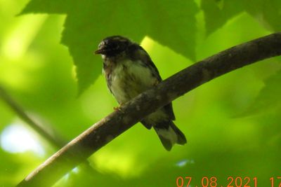 Black-throated Blue Warbler, 2021-07-08 &mdash; Alger County, MI