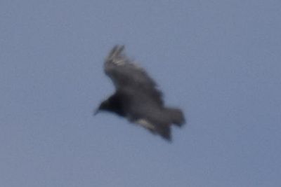 Black Vulture, 2021-08-12 &mdash; Henderson County, NC