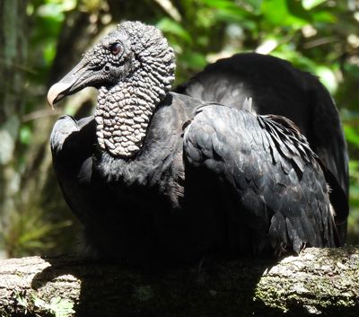 Black Vulture, 2021-06-06 &mdash; Collier County, FL