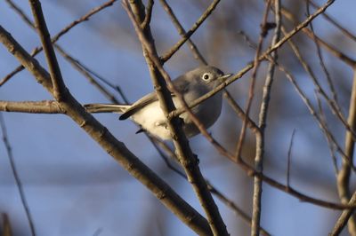 Blue-gray Gnatcatcher, 2021-12-12 &mdash; Wakulla County, FL